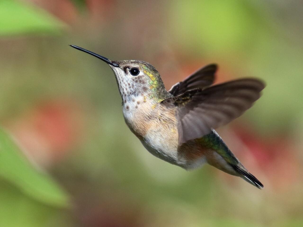 Calliope Hummingbird