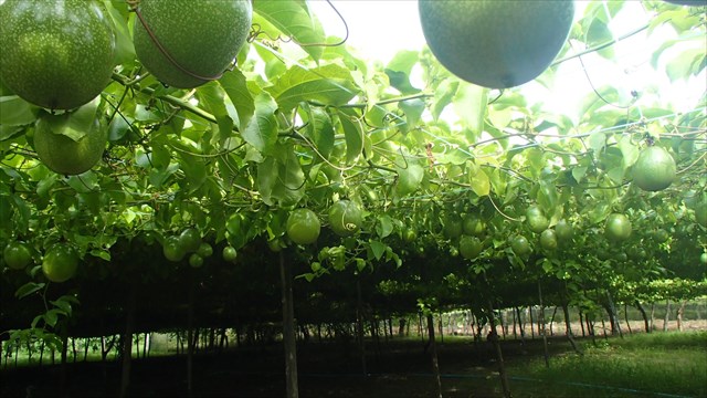 Passionfruit