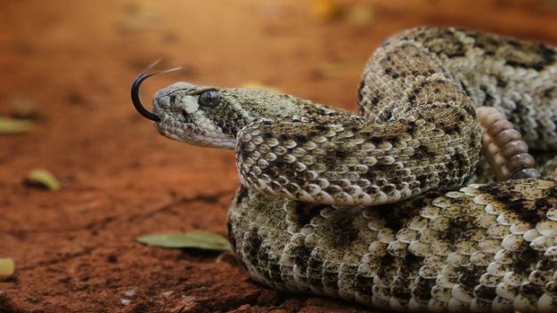 Picture of a thing that goes rattle, rattle, rattle