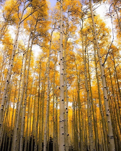 Aspen Trees