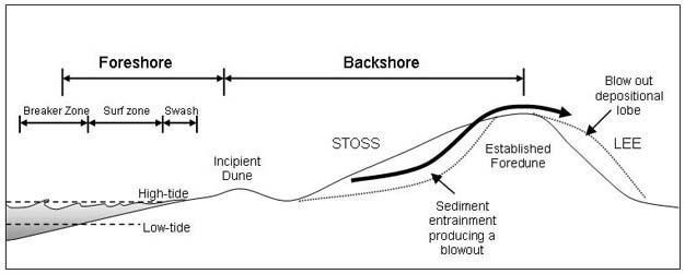 Foredunes
