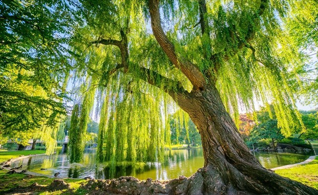 willow tree