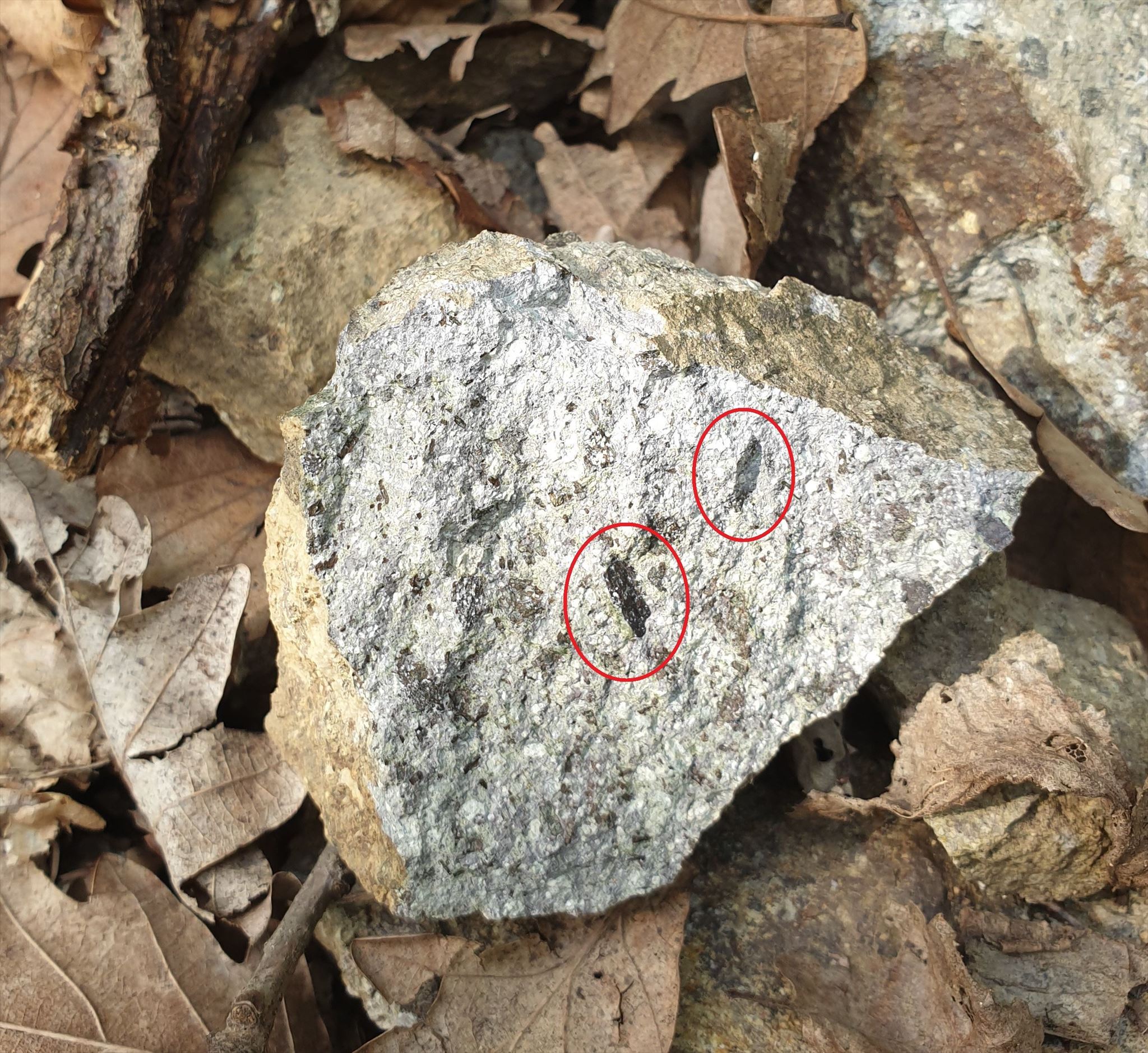 Porfýrický diorit z lokality so zvýraznenými výrastlicami tmavých minerálov