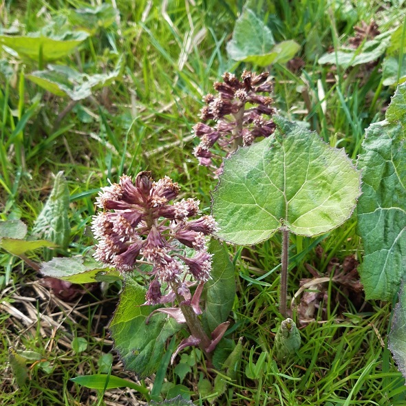 rostlina 03 03.04.2024