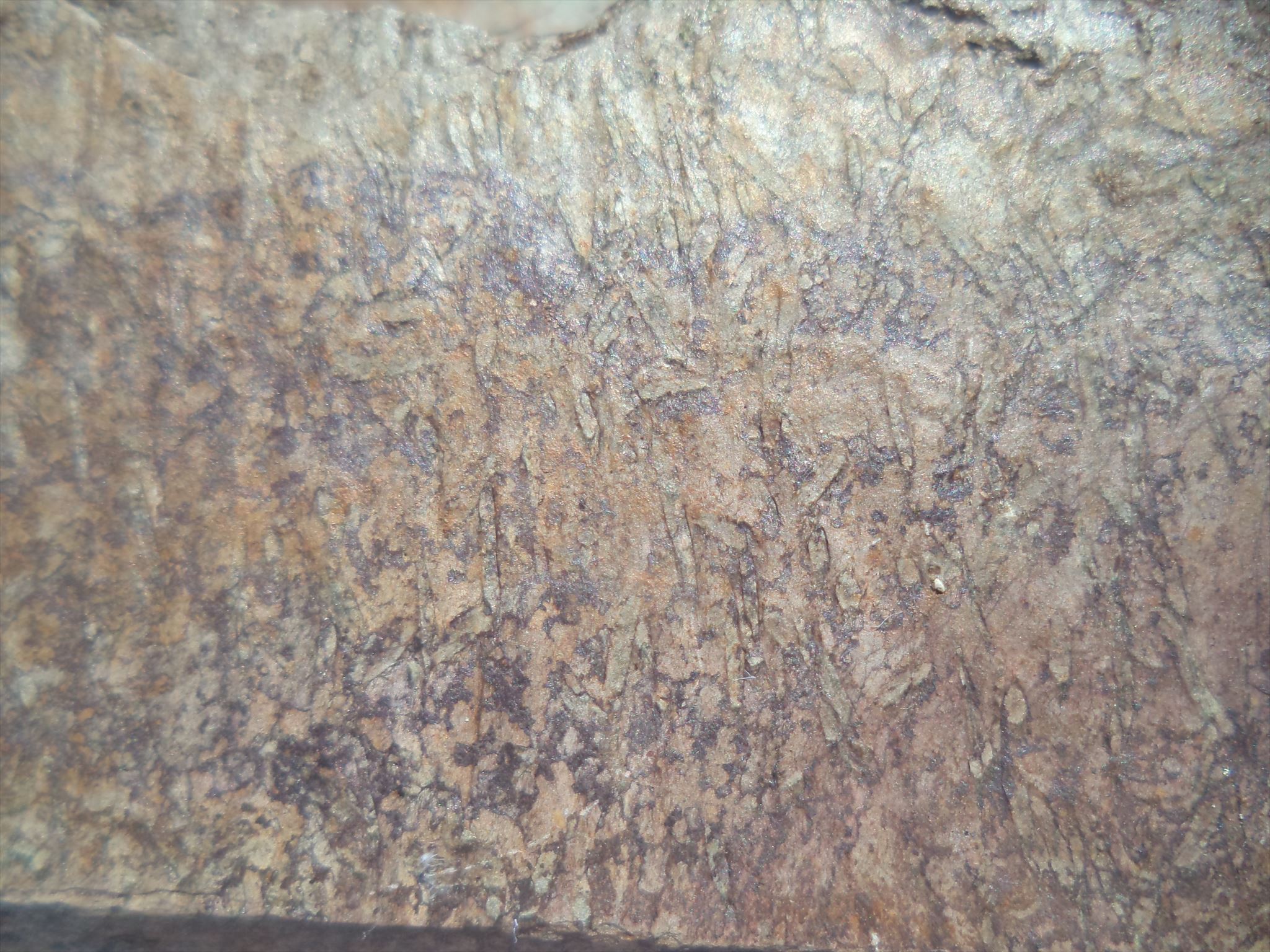 Beispiel eines Fleckschiefers