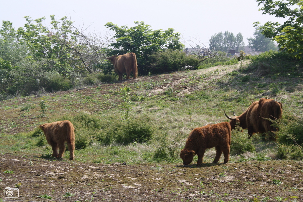 Moohhh vitamine X moohhhh