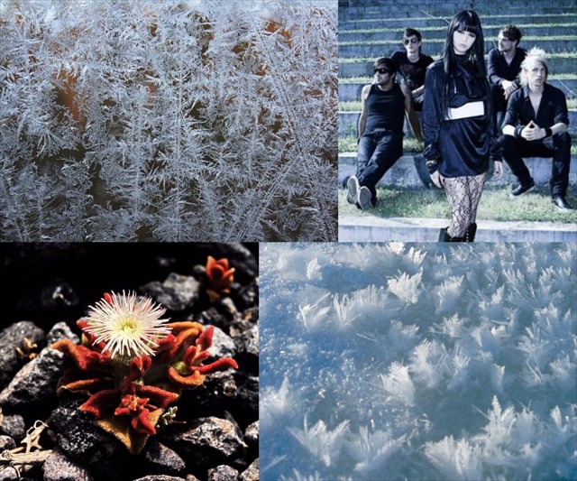 Eisblumen Collage