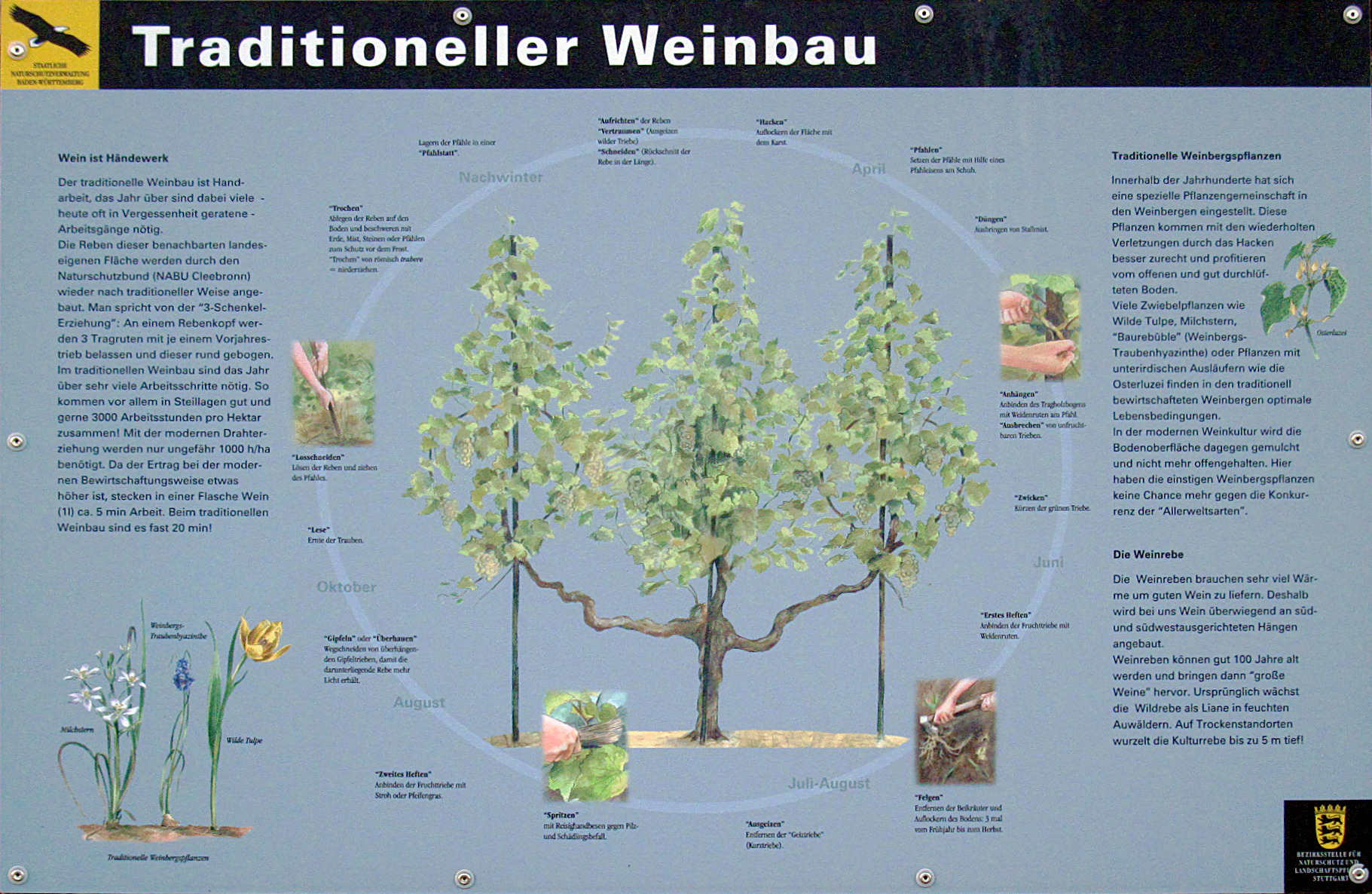 Traditioneller Weinbau