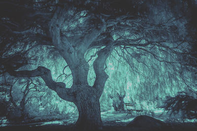 Magický strom