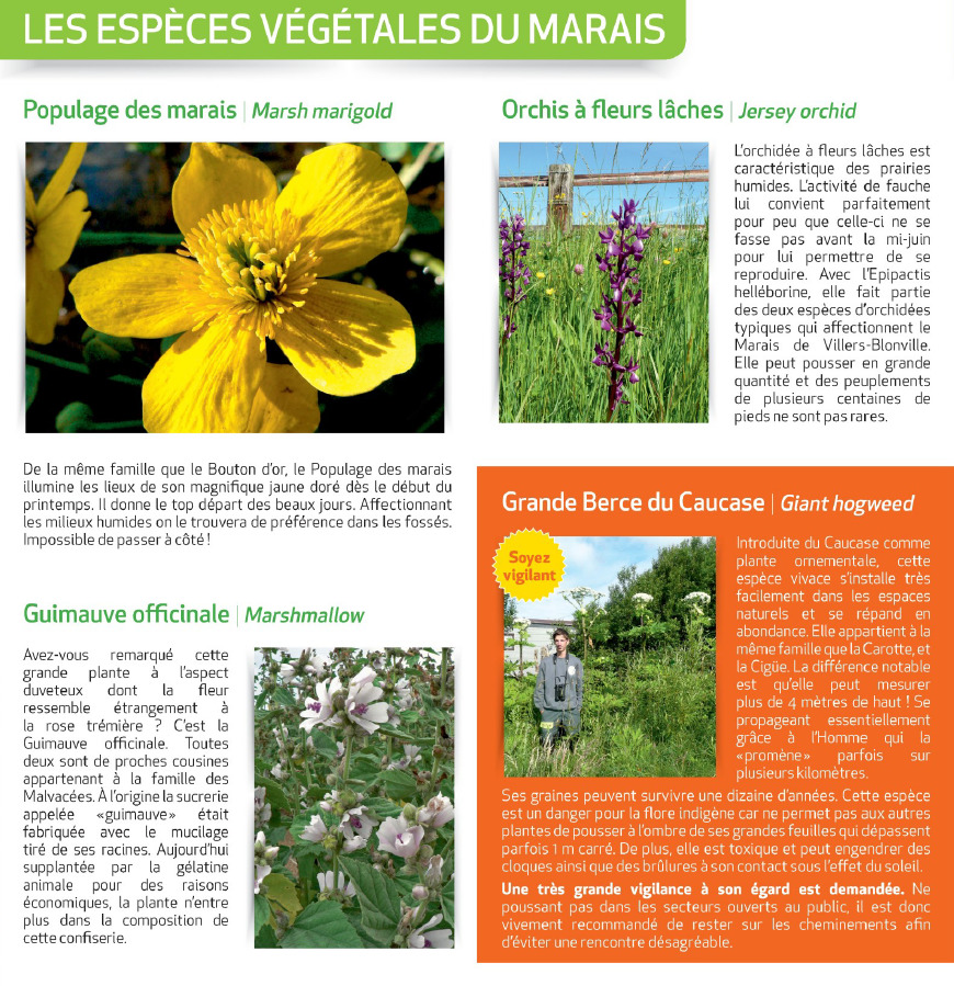 Les espèces végétales du marais - Source : https://www.indeauville.fr - Crédit photo : Grégory Wait, P.Le Bris, P.Mignon