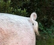 Beim Bauern
