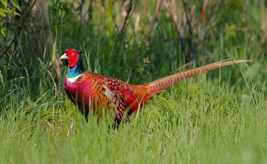 Fotograrie Bažanta 1