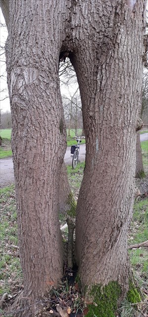 Baum mit Durchblick.