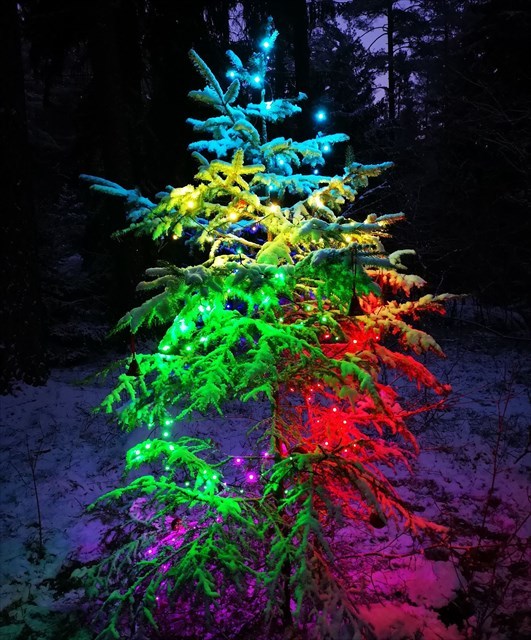 Pimpad gran, eje_s stod för ljus och foto