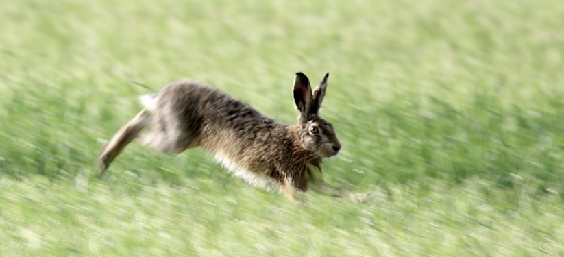 Fliehender Feldhase