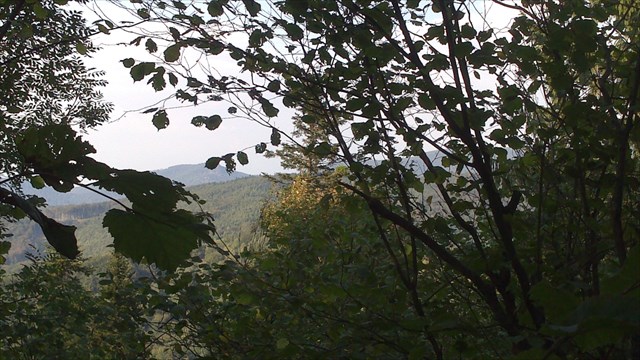 stráž