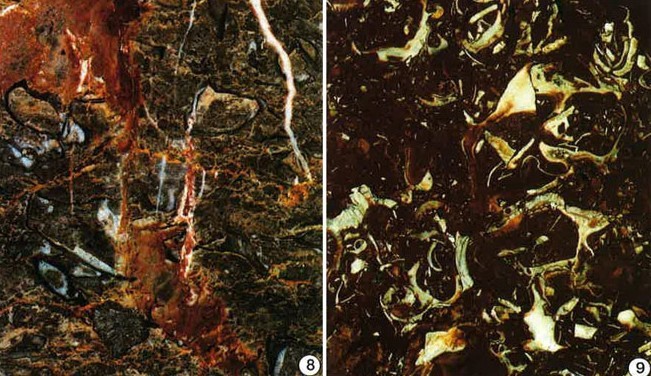 Lumachelle de Lourdes (à gauche) et Coquillier de Bilbao (à droite)