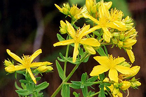 A vida nos ríos galegos Herba das feridas