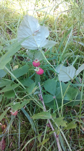 Okolica - wartość dodana ;)