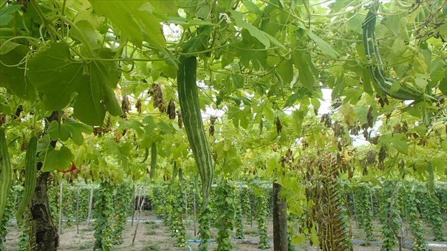Thoddoo local vegetables