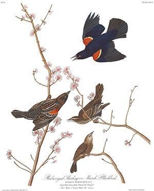 Audubon Illustration of this bird