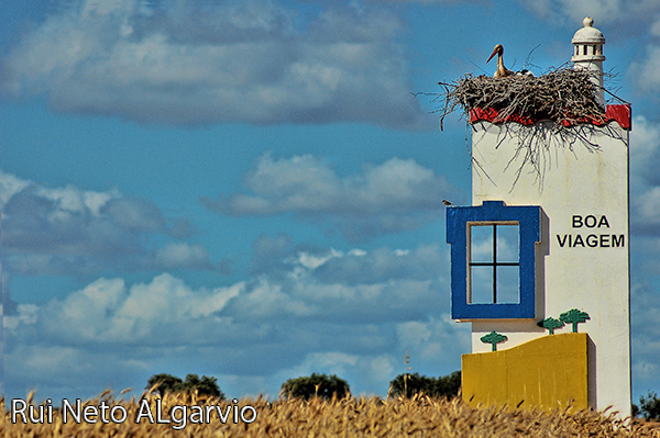Foto do ninho de Cegonha. 