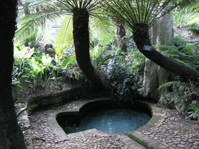 Kirstenbosch Spring 2017