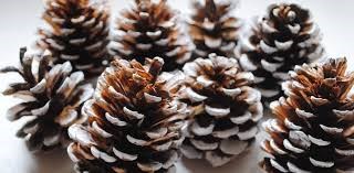 Cono de pino pequeño Cono de pino pequeñog
