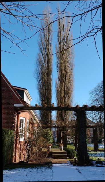 Alte Pappelallee, Bild von Windschattenwanderer