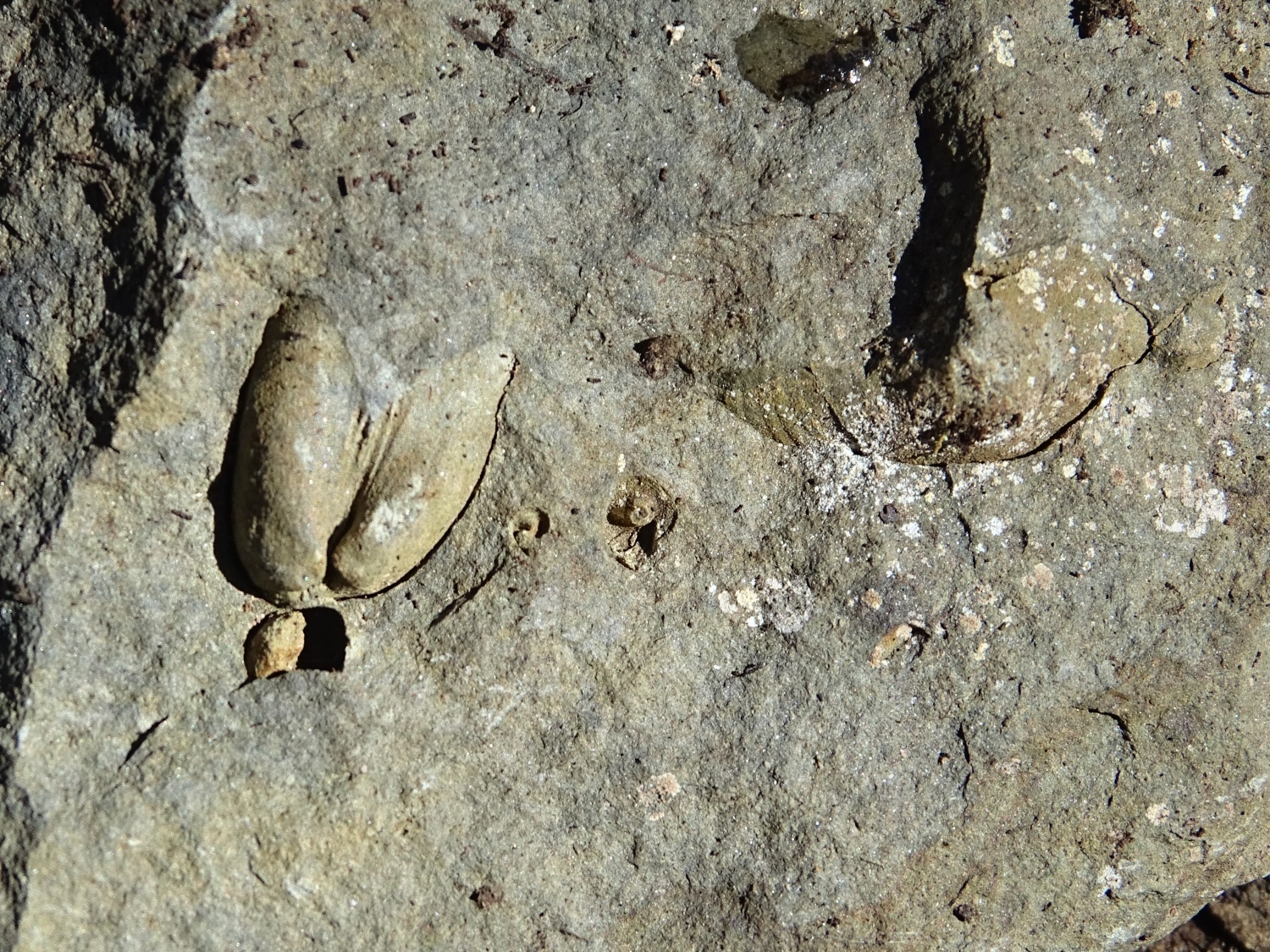 Skamenelina
