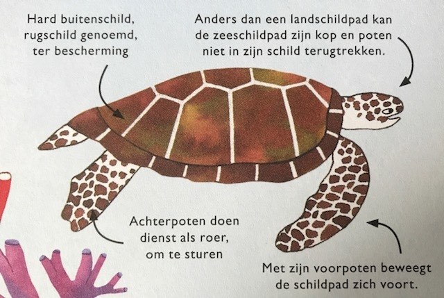 GC7BKZ3 De groene zeeschildpad (Traditional Cache) in Groningen