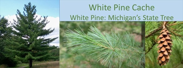 WHITE PINE