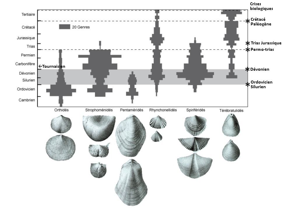 Les principaux groupes de Brachiopodes dans le temps
