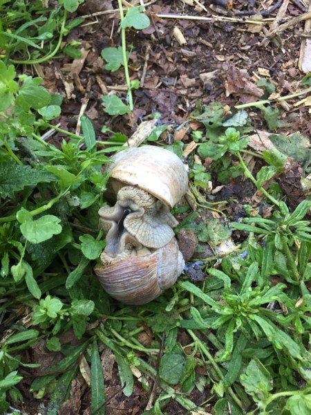 Weinbergschnecken von Mcjung