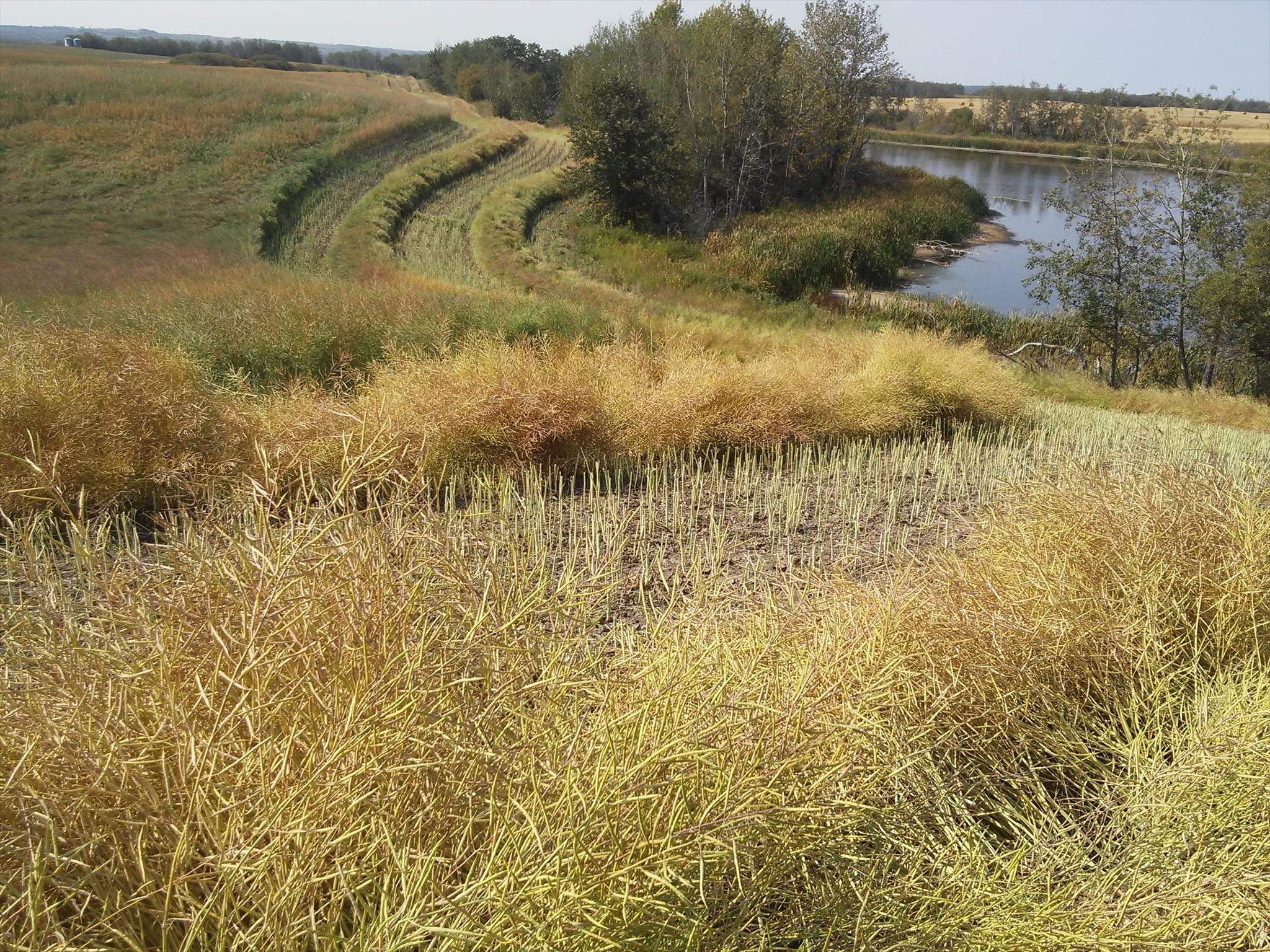 Canola Pond
