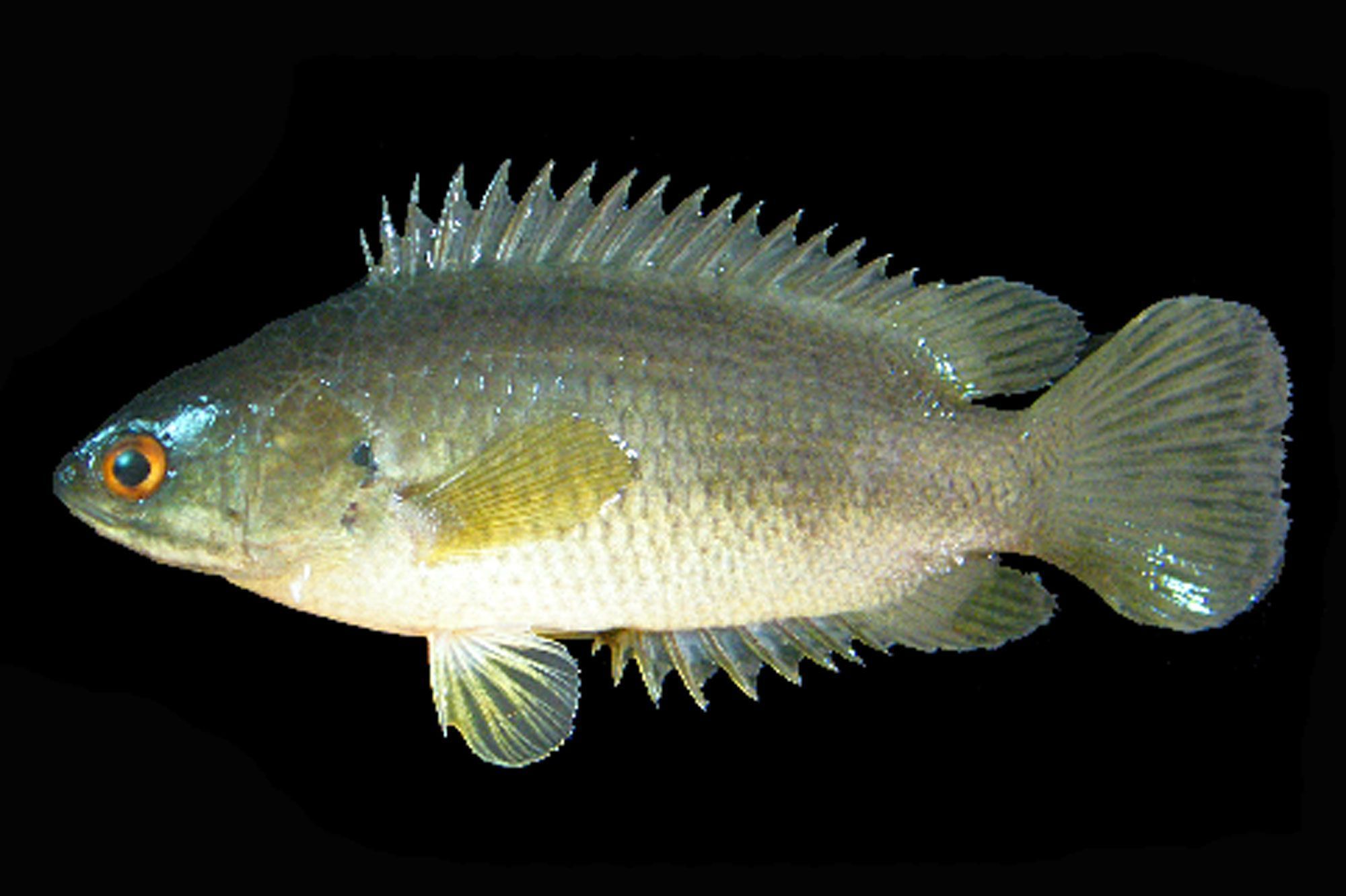 811434746521spidermanfond