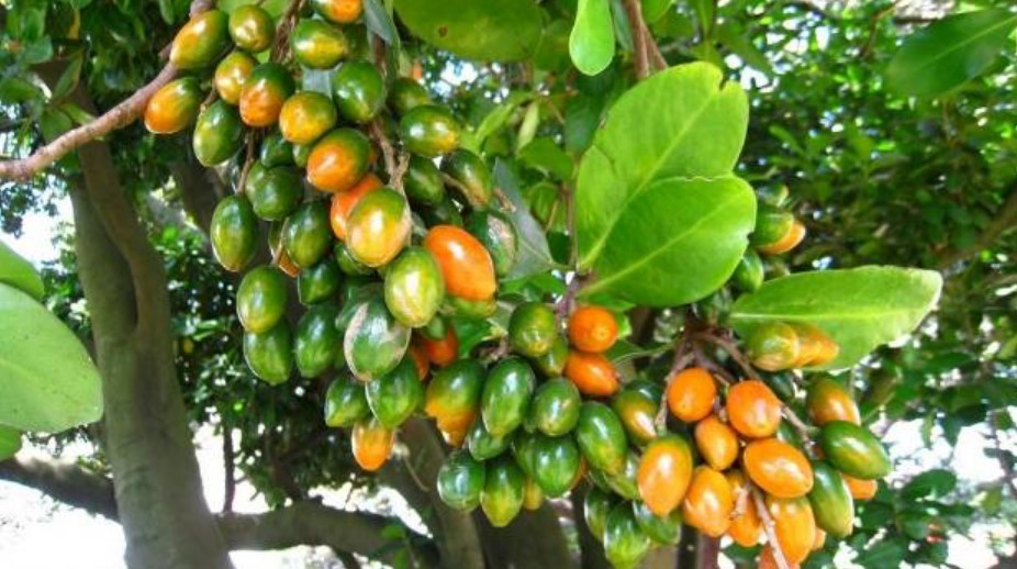 Karaka berries
