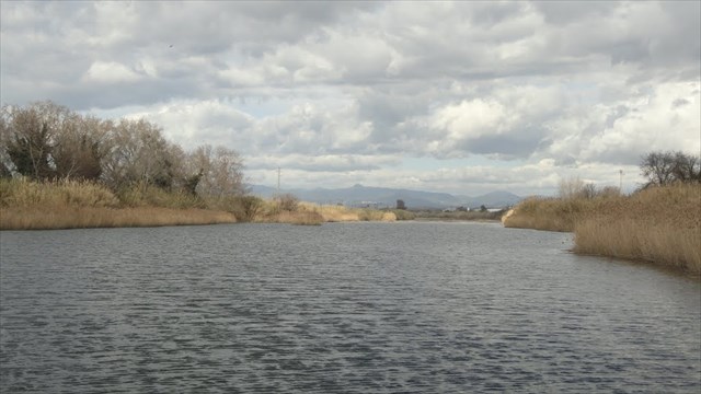 Delta Tordera caudaloso