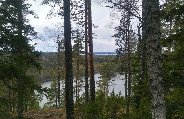 Maisemaa polun pohjoispäästä