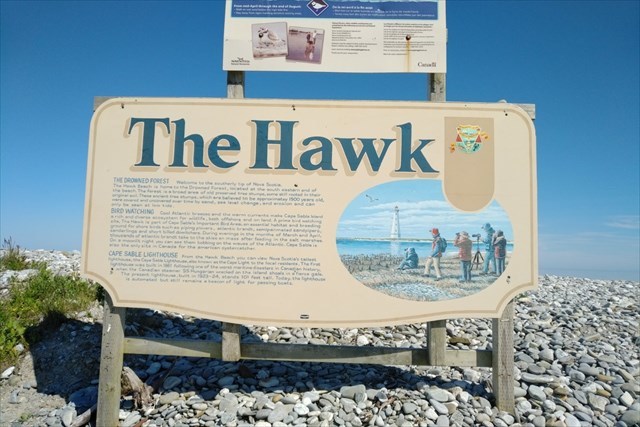 The Hawk