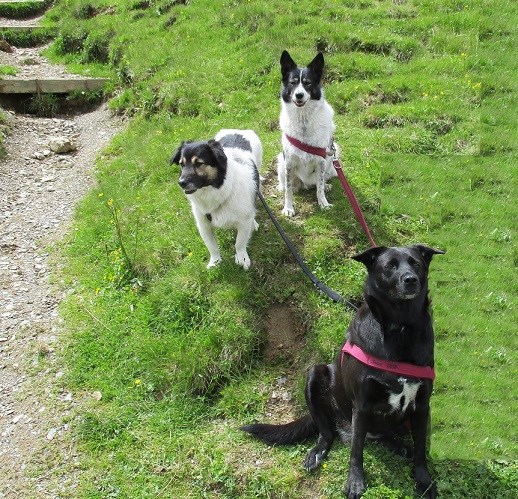 Trixi, Marla & Kimi auf der Alm
