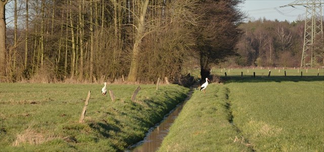 Störche am Hervester Bruchgraben