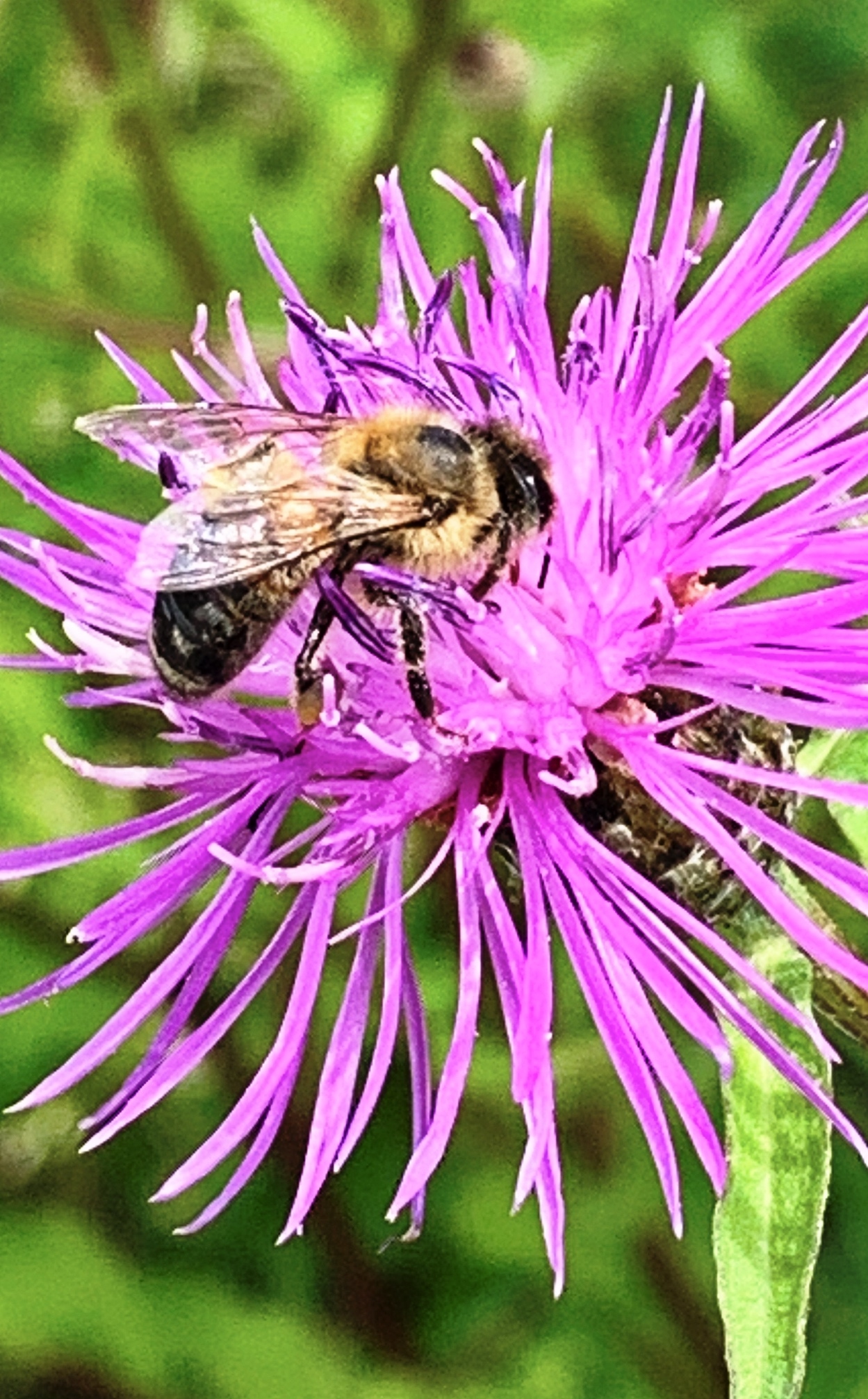 Pollinator