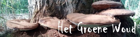 Het Groene Woud