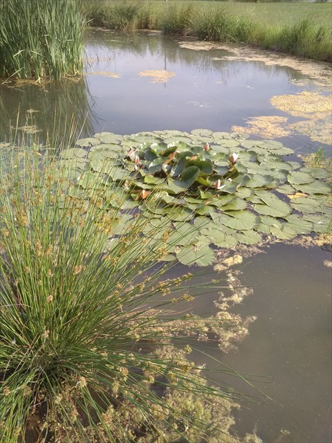 lekníny na Olšině