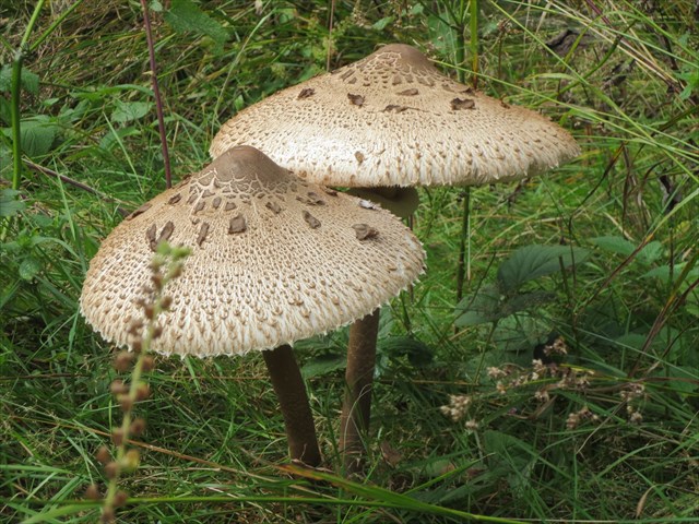 Vegetarisches Schnitzel
