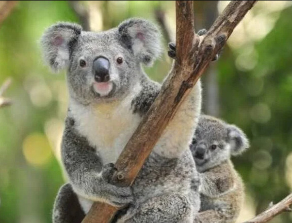 Koala