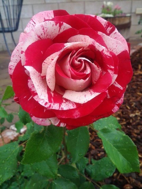 A Rose