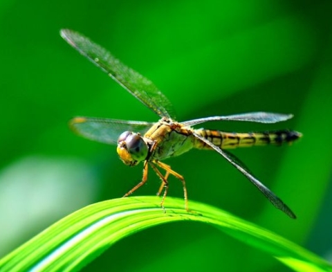 Dragonfly