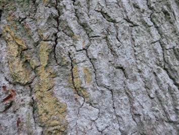Oak bark